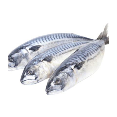 Mackerel Fish Titus, fresh and nutritious seafood option.