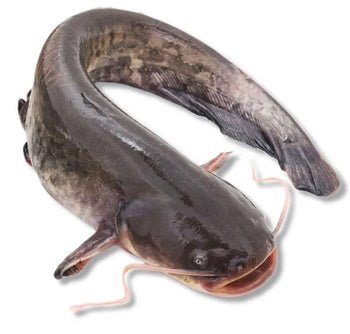 Whole Cleaned Catfish