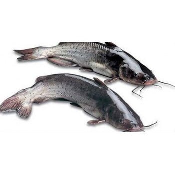 Two whole cleaned catfish laid side by side on a white background