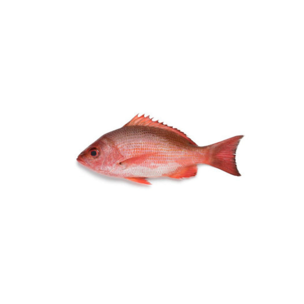 Red Snapper Fish | pack of 2