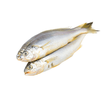 Fresh cut and cleaned croaker fish ready for cooking