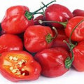Red Habanero Pepper