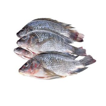 Pack of four frozen tilapia fish, boneless and skinless, ideal for versatile cooking options.