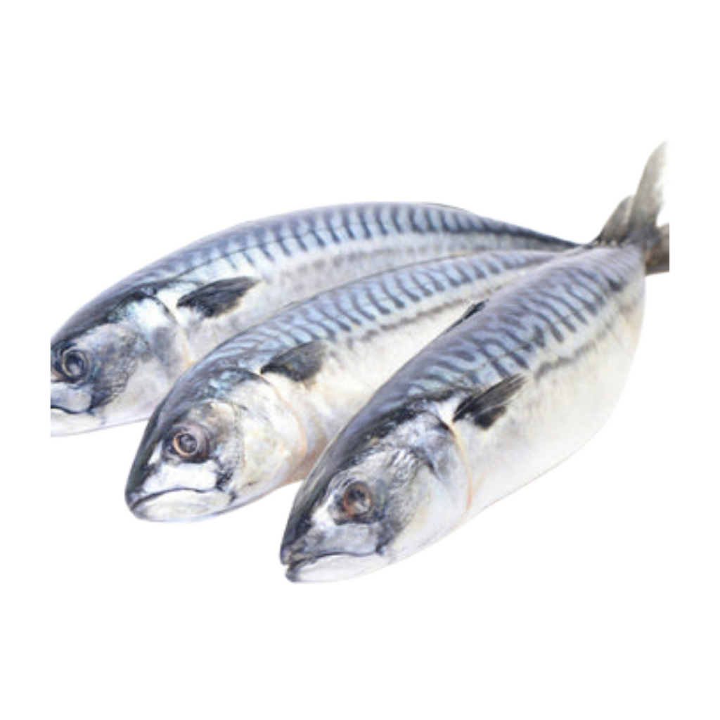 Mackerel Fish - Titus (5 pack)
